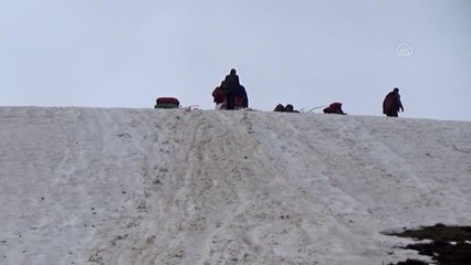 Dağda yetişen güllük otu geçim kaynağı oldu