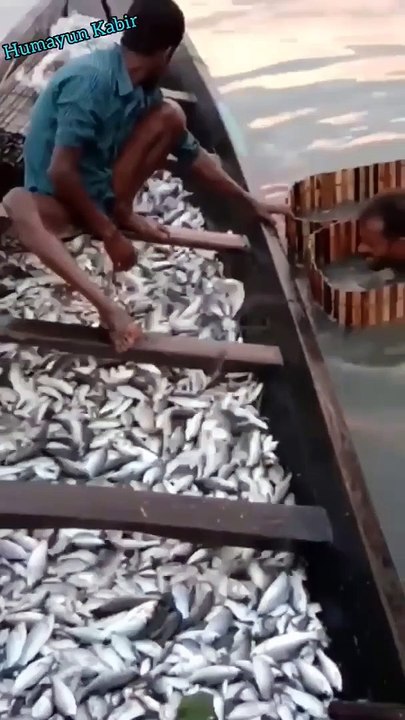 amazing village fishing video  Amazing Raul Village BD Best Live Making Chai Fishing  Vumika Agro