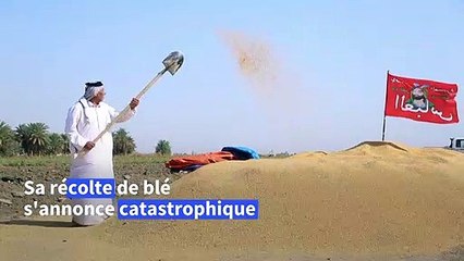 Entre sécheresse et guerre en Ukraine, l'Irak craint pour son blé