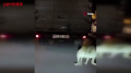 Köpeği kamyonun arkasına bağlayan vicdansız sürücü yakalandı