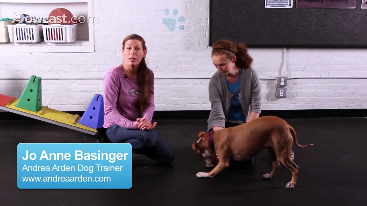 How to Teach a Pitbull Tricks _ Dog Tricks