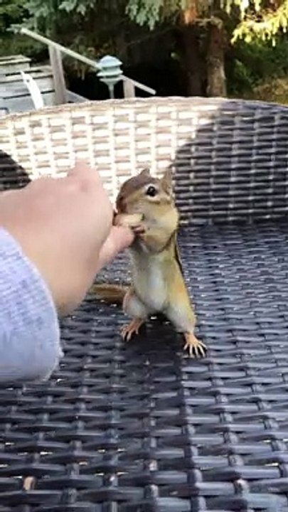 Chipmunk Stuffs Cheeks With Peanuts