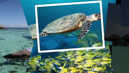 المالديف: 25 نصيحة يجب معرفتها حول رحلات شهر العسل والسياحة هناك