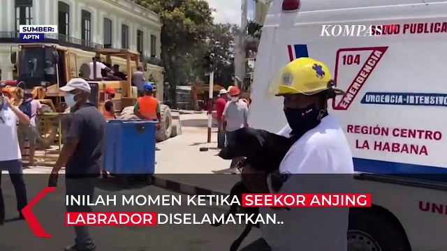 Dramatis! Penyelamatan Anjing dari Reruntuhan Ledakan Hotel di Havana Kuba