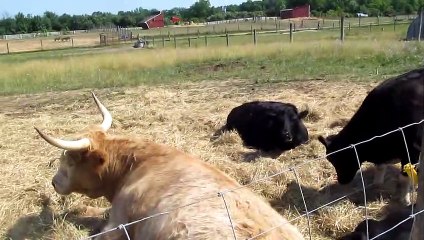 Animals at Petting Zoo Domino's Farms
