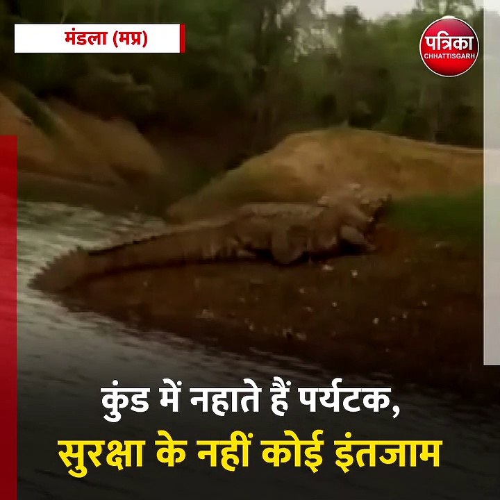 मंडला : पानी के बाहर धूप लेता नजर आया मगरमच्छ