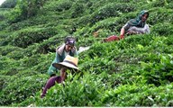Çay müstahsilleri yaş çay sezonu için gün saymaya başladı