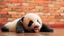 46.Cute Baby Pandas Playing Compilation - TRY NOT TO LAUGH!