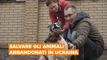 Salvare gli animali abbandonati in Ucraina