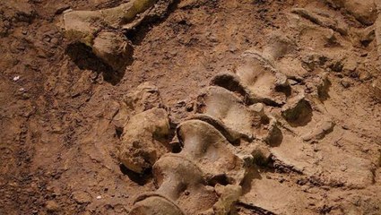 Çinli bilim insanları tarafından 244 milyon yıl önce yaşayan deniz sürüngeninin fosili bulundu