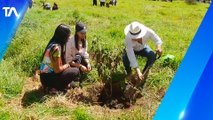 Más de 150 árboles fueron sembrados en el Parque Bicentenario de Quito
