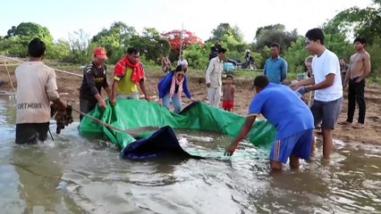 Une raie géante pêchée puis relâchée dans le Mékong au Cambodge