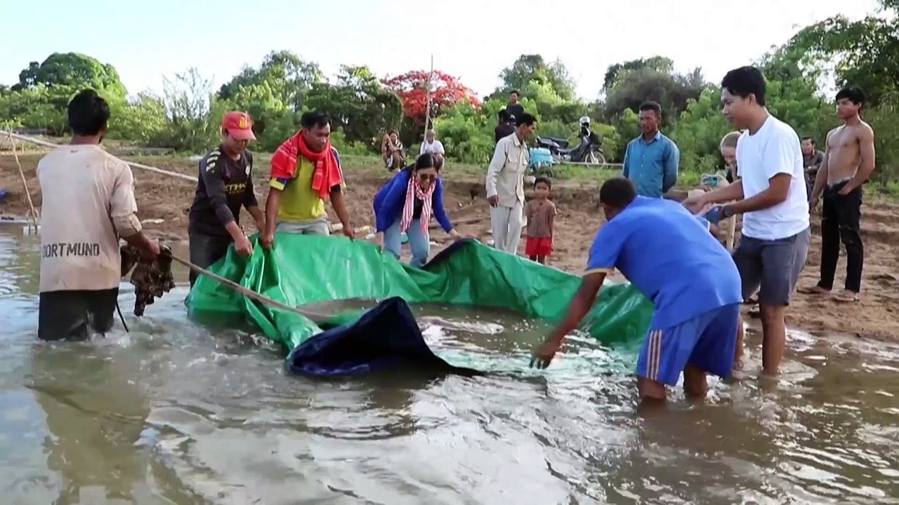 Une raie géante pêchée puis relâchée dans le Mékong au Cambodge