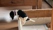 Puppy Makes Great Escape