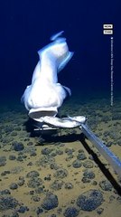 Researchers Get Footage of Unusual Fish 6,100 Meters Below Surface