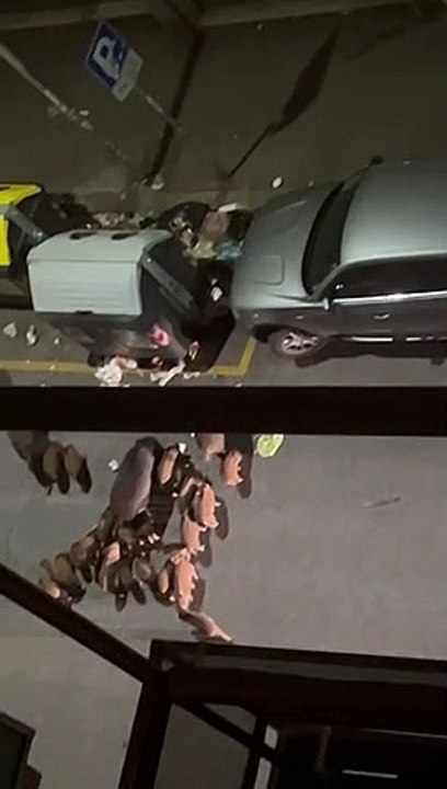 Cinghiali a Roma, l'invasione in via Festo Avieno alla Balduina (Facebook)