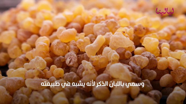 فوائد شرب ماء لبان الذكر على معدة فارغة