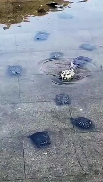 Des tortues unissent leurs forces pour venir en aide à une copine