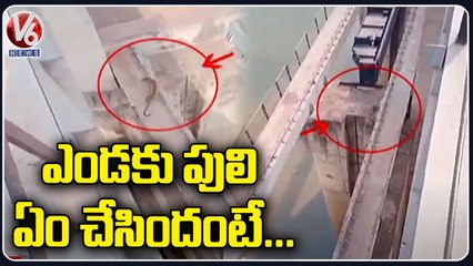 Leopard Spotted In Pothireddypadu _ Nandyala _ Andhra Pradesh _ V6 News