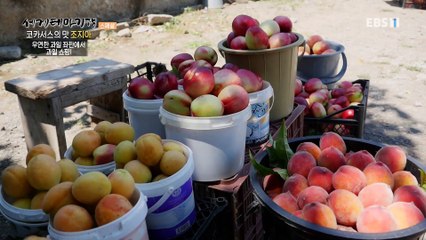 세계테마기행 - 흑해의 별- 코카서스의 맛, 조지아_#002