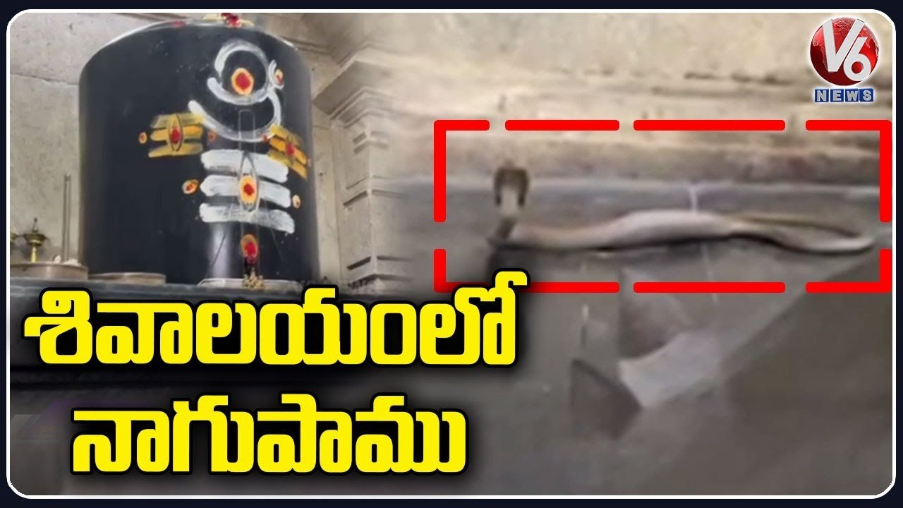 Cobra Enters Into Lord Shiva Temple In Kusumanchi Village _ Khammam _ V6 News