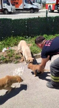 Yavrusu kurtarılana kadar başında bekledi