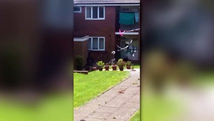 Pink Pigeon spotted in Burnley