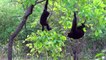 Ausbruch von seltenen Affenpocken beim Menschen: Das Virus kann zur kompletten Erblindung führen
