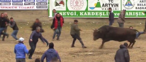 Boğayı aralarına alarak şampiyonluğu kutlamak isterken şampiyon boğanın hışmına uğradılar