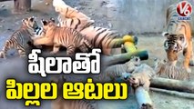 Tigre Shila Gave Birth To Four Tiger Cubs In Bengal Safari Park in West Bengal _ V6 News