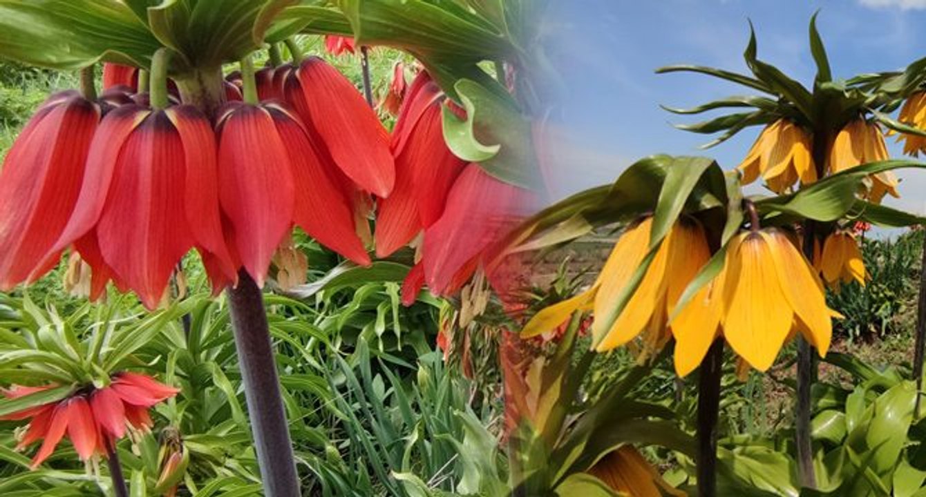 Ters laleler açtı: Koparmanın cezası dudak uçuklattı!