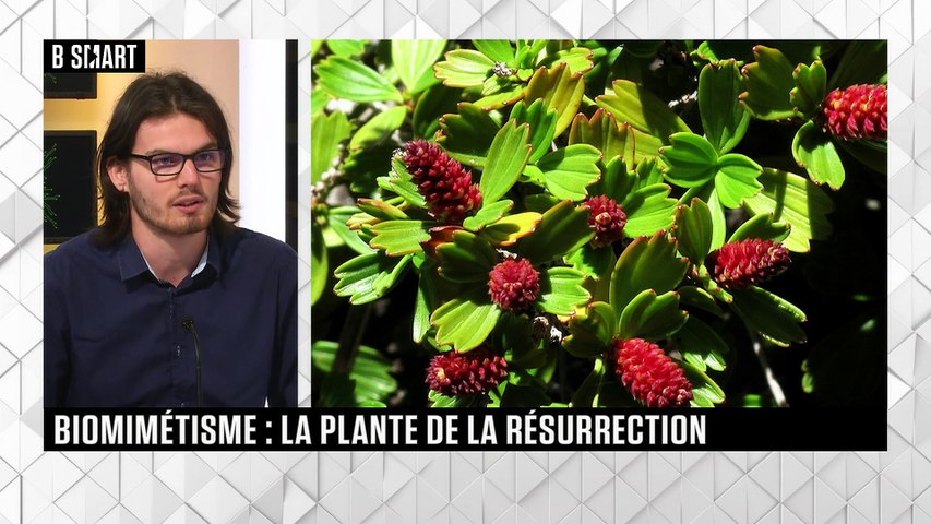 Biomimétisme : la plante de la résurrection