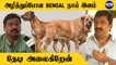 G.V Prakash போல் மற்ற சினிமா பிரலங்களும் Indian own breed dog -ஐ பிரபலப்படுத்தணும் | Oneindia Tamil