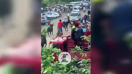 Los toros de una corrida en El Seibo se escapan y toman las calles principales del pueblo