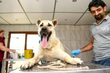 Kamyonetin arkasında sürüklenen köpek tedavi altına alındı