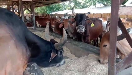 मरणासन्न की ओर अग्रसर गोवंश