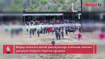 Boğayı aralarına alarak şampiyonluğu kutlamak isterken şampiyon boğanın hışmına uğradılar