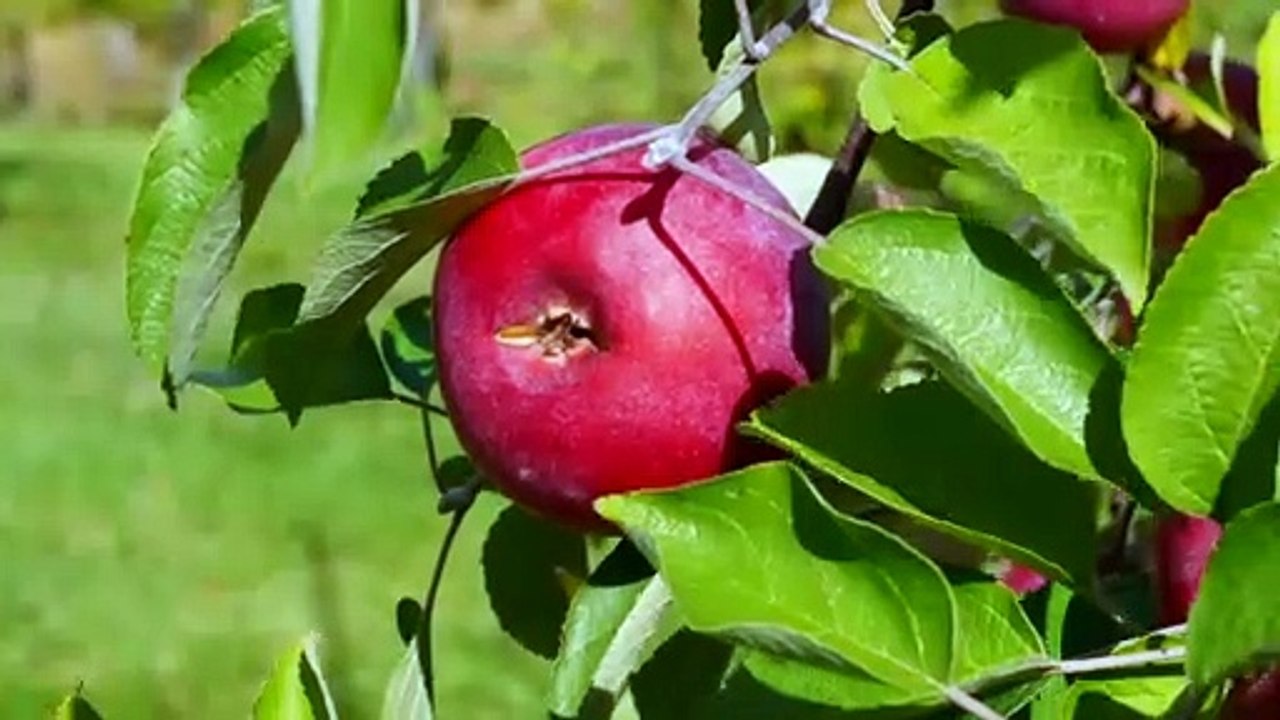 appletree