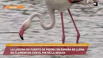 La Laguna de Fuente de Piedra en España se llena de flamencos con el fin de la sequía