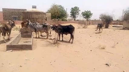 पशुपालकों की कमर तोड़ रही मंहगाई,चारे के भाव आसमान पर