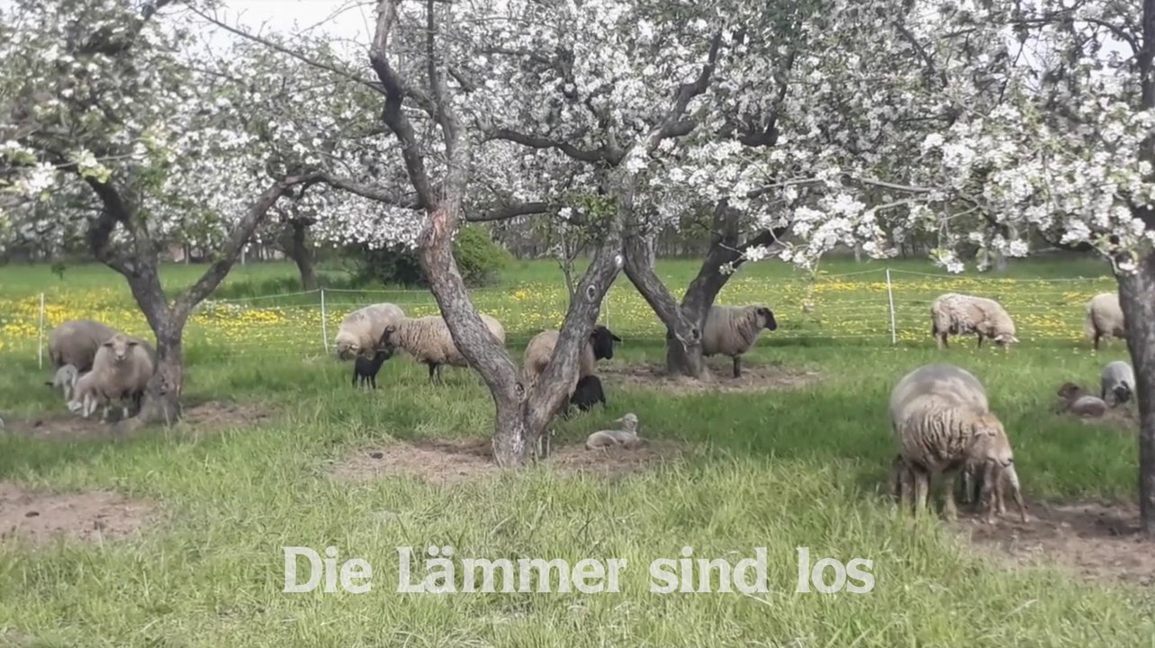 Die Lämmer sind los