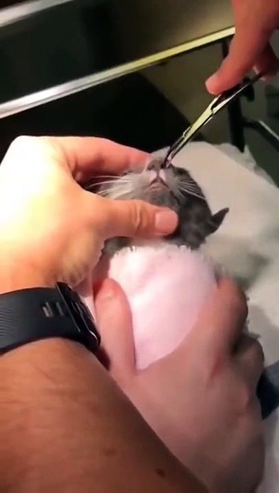 Un vétérinaire extraire un énorme parasite de ce chaton