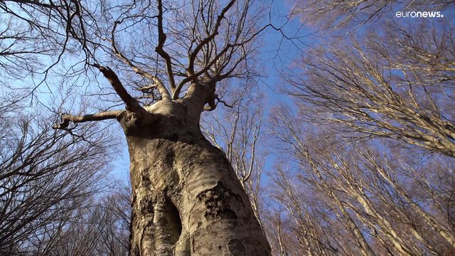 Croazia: la foresta di faggio di Paklenica, oasi per 10mila specie diverse