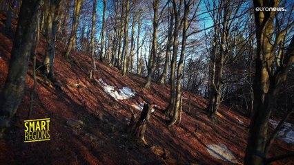 L'Europe centrale unie pour protéger les forêts de hêtres d'Europe