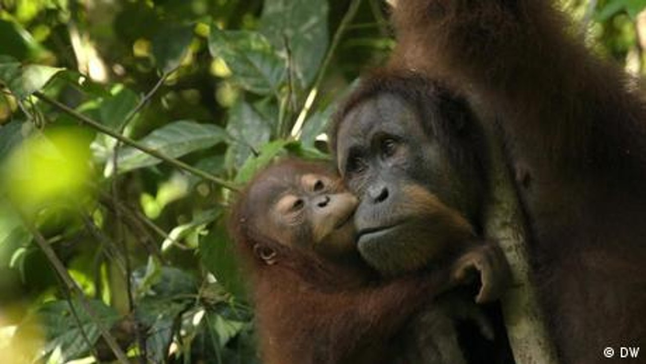 Können wir das Artensterben aufhalten?