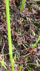 Cavallette, nuova invasione in Sardegna: è allarme