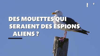 Les mouettes qui pourraient être des "espions aliens" : mais qu’est-ce que c’est que cette histoire ?