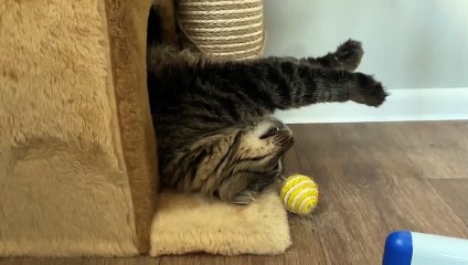 Une drôle de position pour dormir...