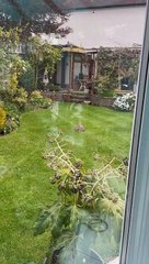 Lucky Little Bird Gets Away