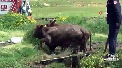 Çamura saplandı, kurtarılmayı bekledi
